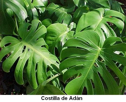 Costilla de Adán.jpg